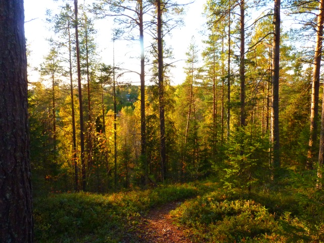 Skogssluttning i september, Björkfors, Sangis älvdal.